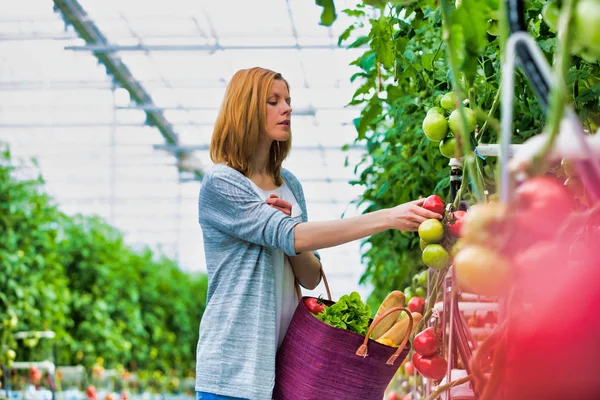 Kobieta Wybierająca Świeże Pomidory Szklarni — Zdjęcie stockowe