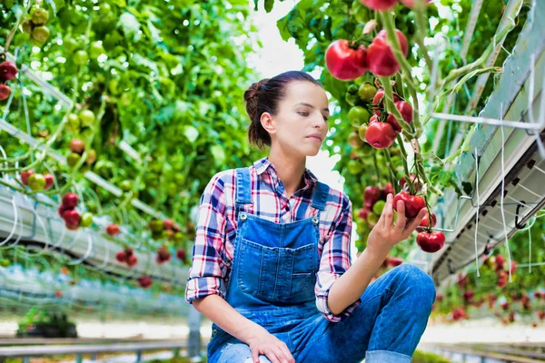 Farmer Examining Organic Tomatoes Farm — Stock Photo, Image