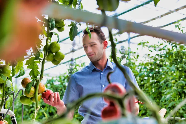 Joven Con Cesta Comprando Tomates Invernadero —  Fotos de Stock