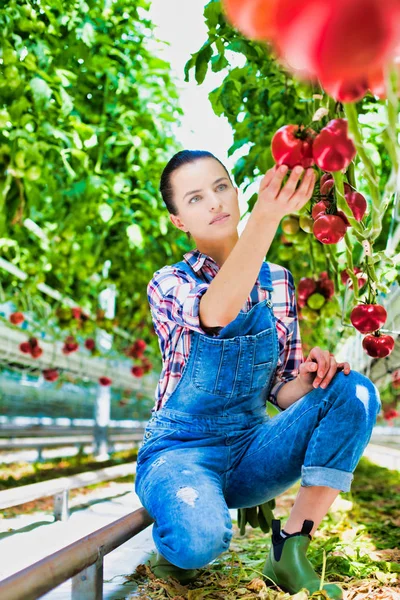 Çiftçi Farm Organik Domates Incelenmesi — Stok fotoğraf