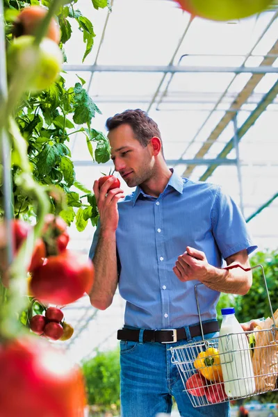 Ung Man Med Korg Att Köpa Tomater Växthus — Stockfoto