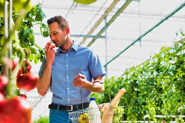 Jovem Com Cesta Comprando Tomates Estufa — Fotografia de Stock