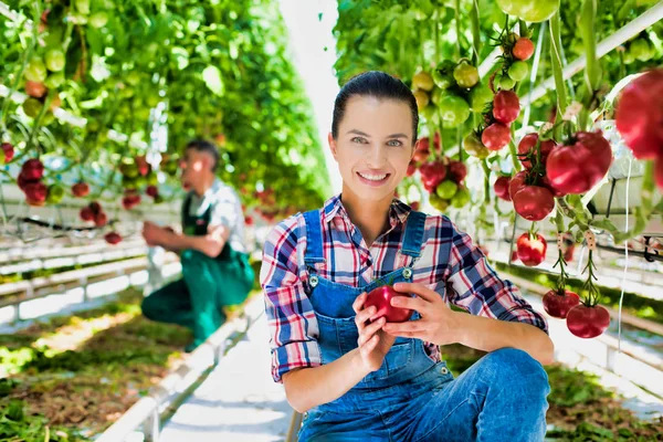 Boer Behandeling Van Biologische Tomaten Boerderij — Stockfoto