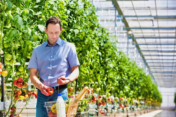 Joven Con Cesta Comprando Tomates Invernadero —  Fotos de Stock