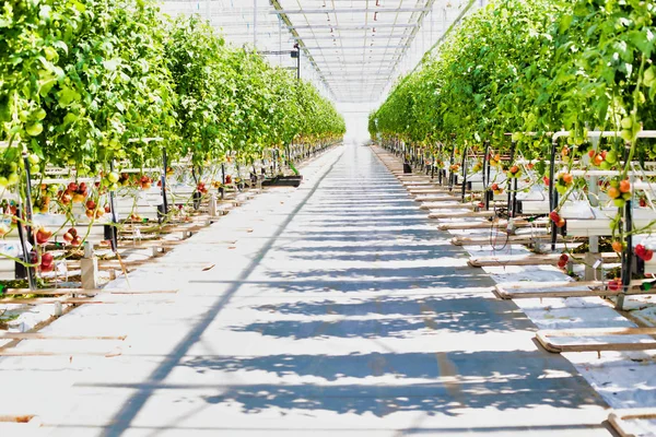 Vista Tomates Orgânicos Frescos Crescendo Estufa — Fotografia de Stock