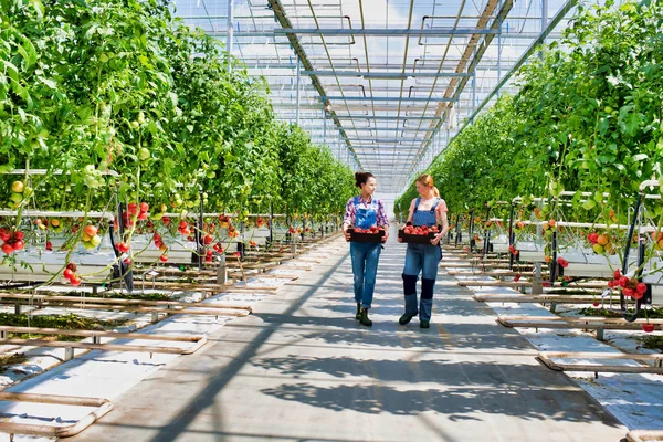 Coworkers Carrying Tomatoes Crates Greenhouse — Stock Photo, Image