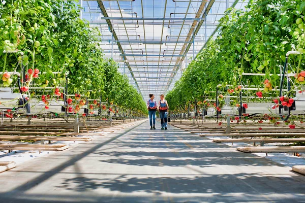 Coworkers Carrying Tomatoes Crates Greenhouse — Stock Photo, Image