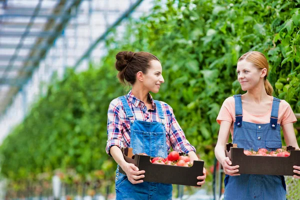 Coworkers Carrying Tomatoes Crates Greenhouse — Stock Photo, Image