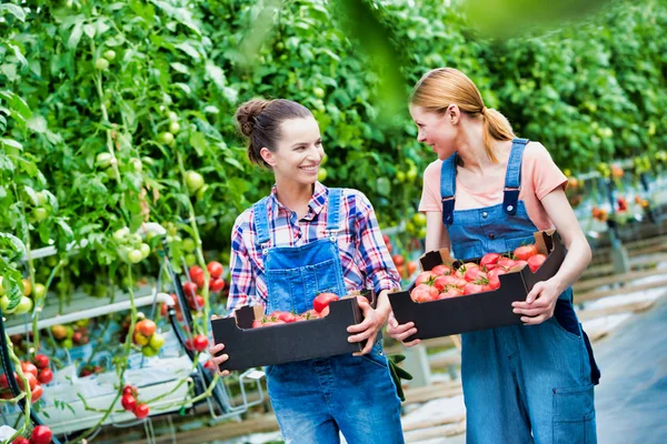 Colegas Trabalho Que Transportam Tomates Caixas Estufa — Fotografia de Stock