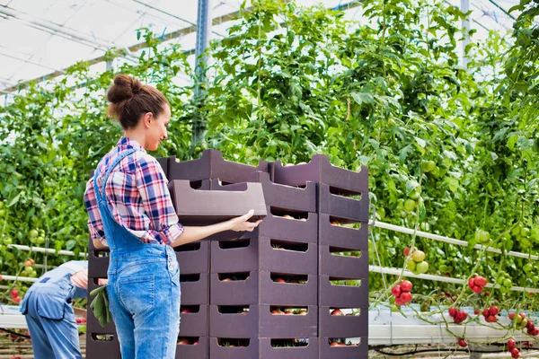 Vista Alto Angolo Dell Agricoltore Che Impila Casse Pomodoro Serra — Foto Stock