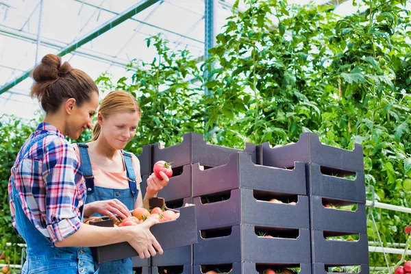 Coworkers Carrying Tomatoes Crates Greenhouse — Stock Photo, Image