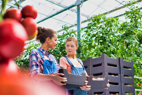 Coworkers Carrying Tomatoes Crates Greenhouse — Stock Photo, Image