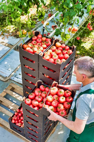 农民在温室堆放西红柿板条箱 — 图库照片