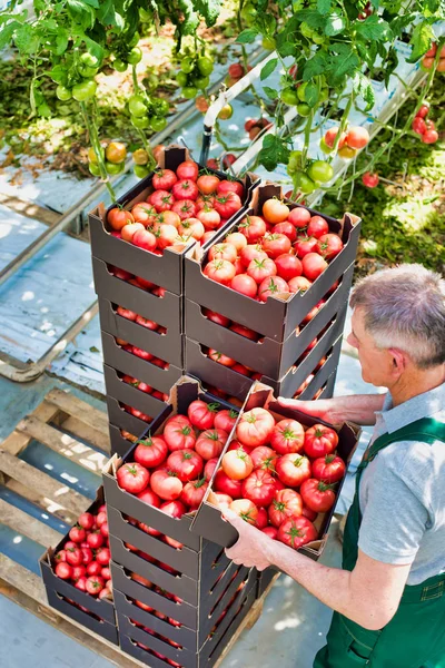 Boer Stapelt Tomatenkratten Kas — Stockfoto