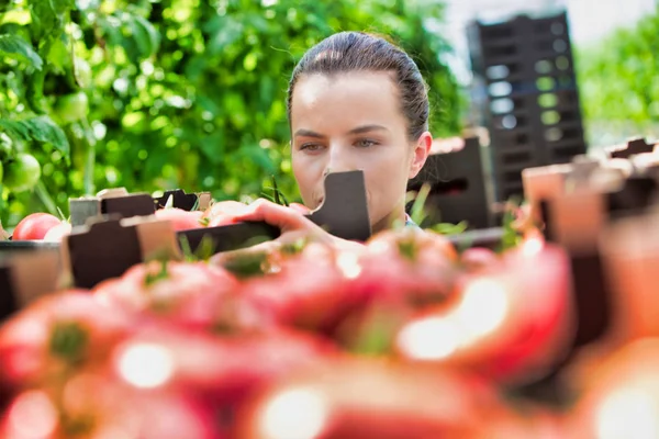 Agricultor Empilhando Caixas Tomate Estufa — Fotografia de Stock