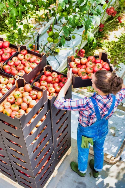 High Angle View Farmer Stacking Tomato Crates Greenhouse — Stock Photo, Image