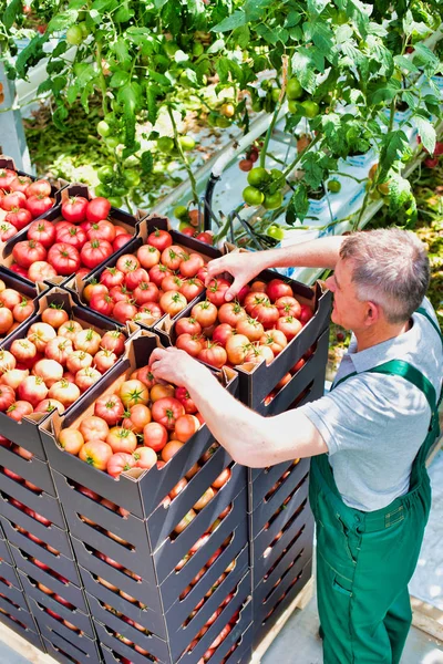 Fermier Empilant Des Caisses Tomates Serre — Photo
