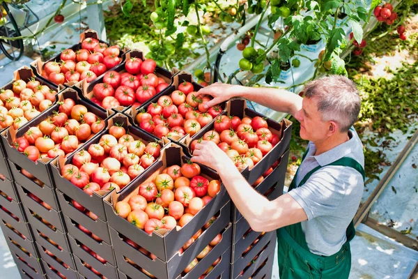 Boer Stapelt Tomatenkratten Kas — Stockfoto