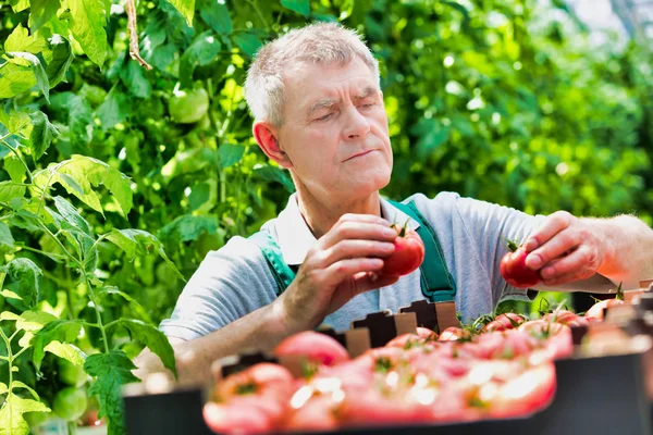 Jordbrukare Stapling Tomat Lådor Växthus — Stockfoto