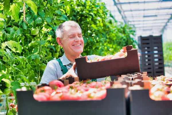 Agricultor Apilando Cajas Tomate Invernadero — Foto de Stock