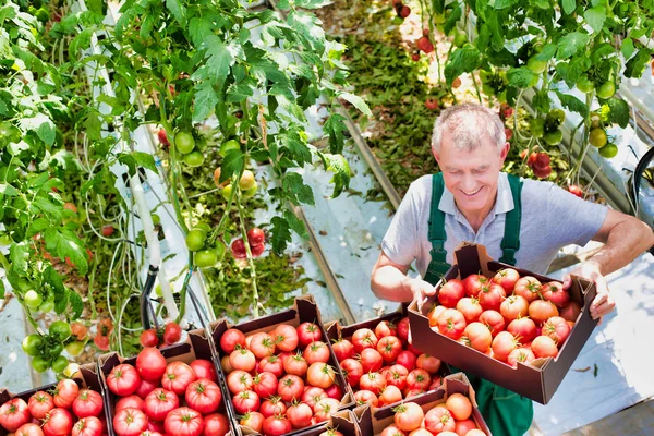农民在温室里堆放番茄板条箱的高视角 — 图库照片