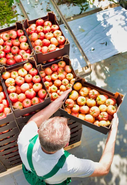 农民在温室里堆放番茄板条箱的高视角 — 图库照片