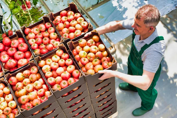 Hög Vinkel Syn Bonden Stapling Tomat Lådor Växthus — Stockfoto