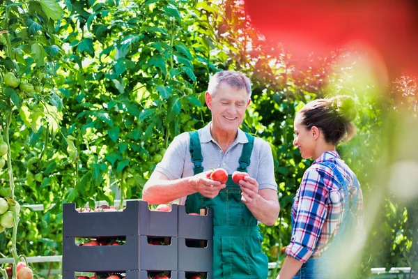 Agricultores Examinando Tomates Orgânicos Por Plantas Estufa — Fotografia de Stock