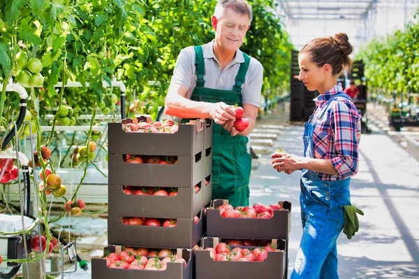 Agricultores Examinan Tomates Orgánicos Por Plantas Invernadero — Foto de Stock