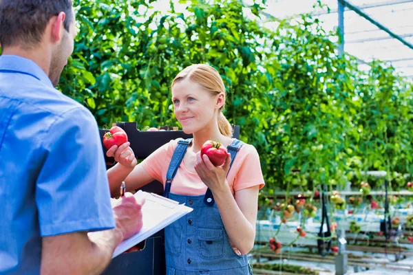 Supervisore Che Parla Con Agricoltore Mentre Esamina Pomodori Serra — Foto Stock