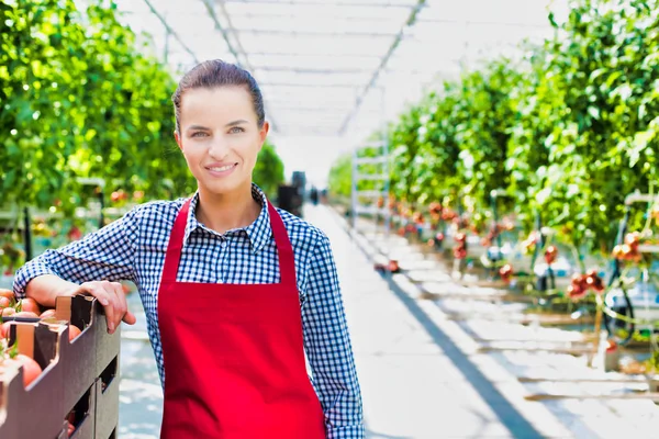 Portrait Confident Farmer Standing Tomato Crates Greenhouse — Stock Photo, Image