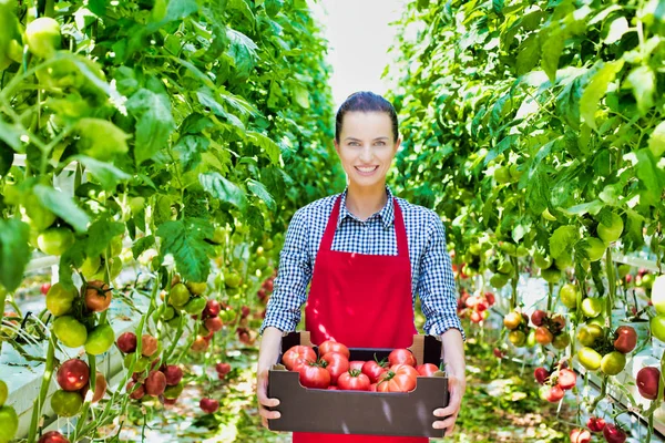 温室でのクレートでトマトを運ぶ笑顔の農家の肖像画 — ストック写真