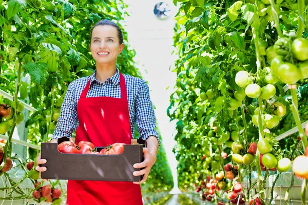 Retrato Fazendeiro Sorrindo Carregando Tomates Caixa Estufa — Fotografia de Stock