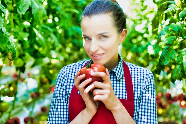 Retrato Mujer Sonriente Sosteniendo Tomate Medio Plantas Invernadero —  Fotos de Stock