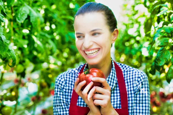 Portrait Smiling Woman Holding Tomato Amidst Plants Greenhouse — Stock Photo, Image