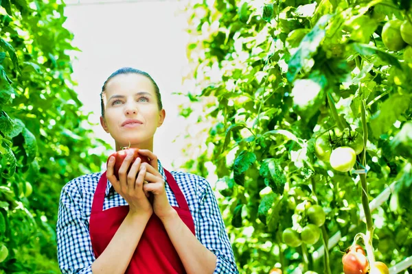 Portrait Smiling Woman Holding Tomato Amidst Plants Greenhouse — Stok fotoğraf