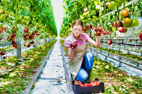 Young Farmer Examining Tomatoes While Kneeling Greenhouse — Stock Photo, Image