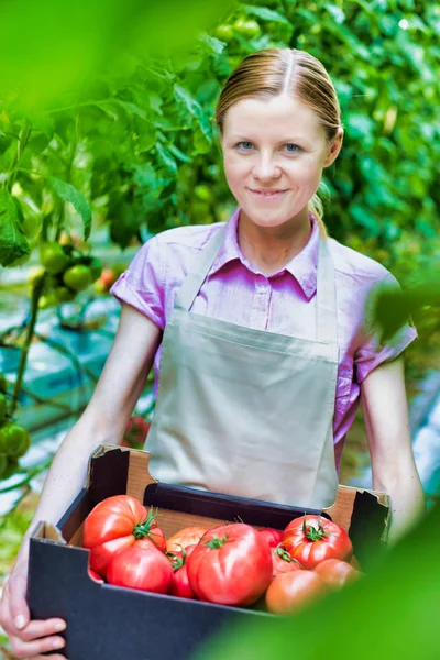 Portrait Smiling Farmer Carrying Tomatoes Crate Greenhouse — Stock Photo, Image