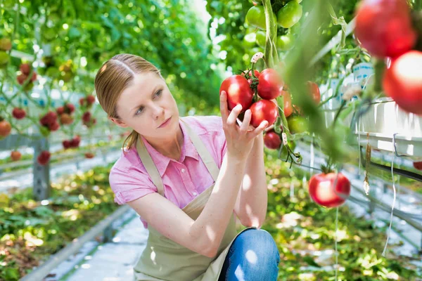Joven Agricultor Examinando Tomates Mientras Arrodilla Invernadero —  Fotos de Stock
