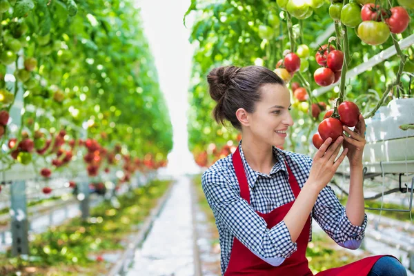 Joven Agricultor Examinando Tomates Mientras Arrodilla Invernadero —  Fotos de Stock