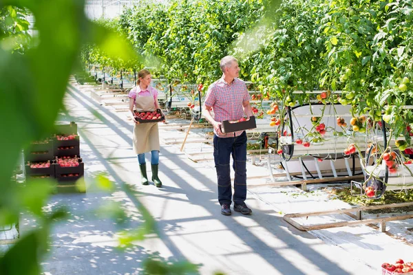 Coworkers Carrying Boxes Tomatoes Greenhouse — Stock Photo, Image