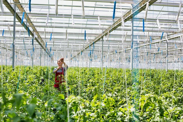 Woman Harvesting Ripe Tomatoes Greenhouse — Stock Photo, Image