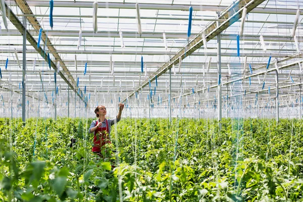 Woman Harvesting Ripe Tomatoes Greenhouse — Stock Photo, Image