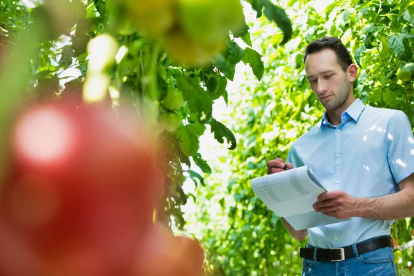 Retrato Del Supervisor Con Portapapeles Examinando Tomates Invernadero —  Fotos de Stock