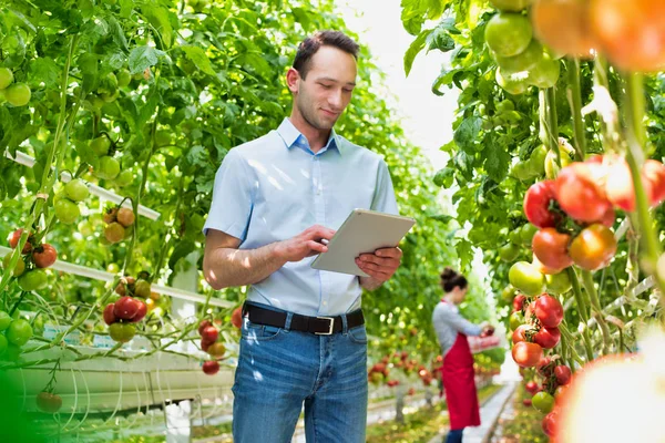 Supervisor Con Tableta Digital Examinando Tomates Contra Agricultor Invernadero — Foto de Stock