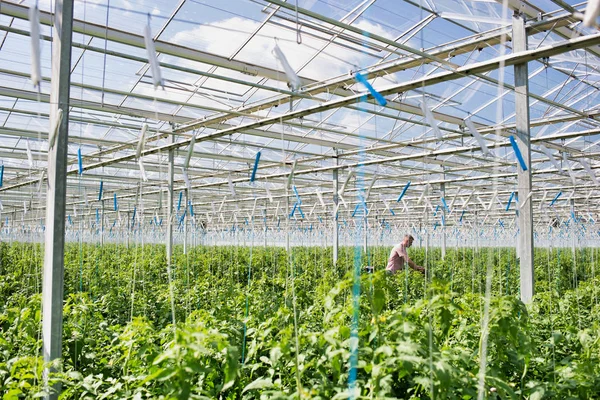 Homem Examinando Plantas Estufa — Fotografia de Stock