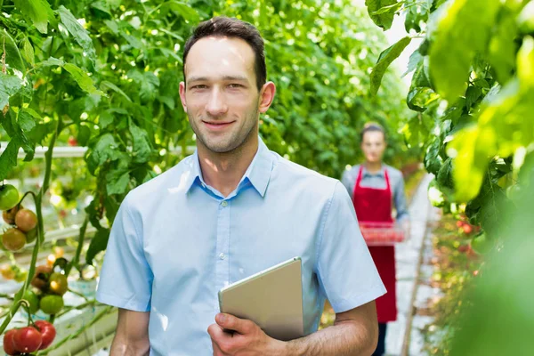 Supervisor Digital Tablet Examining Tomatoes Farmer Greenhouse — Stock Photo, Image