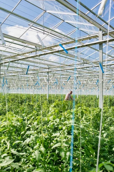 Hombre Examinando Plantas Mientras Está Pie Invernadero — Foto de Stock