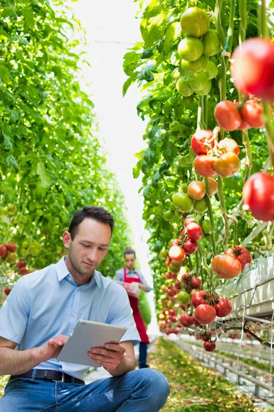 主管用数字平板电脑检查西红柿对农民在温室 — 图库照片