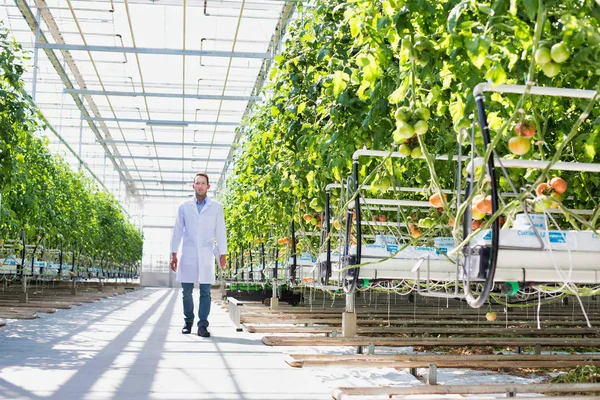 Vědec Laboratorní Plášť Procházky Uprostřed Rostliny Skleníku — Stock fotografie